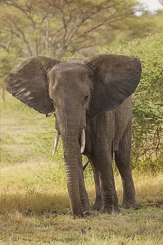 African elephant-Loxodonta africana-Serengeti National Park-Tanzania-Africa Africa Print
